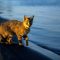 חתול ביצות בחוף הכינרת צילום: איל ברטוב